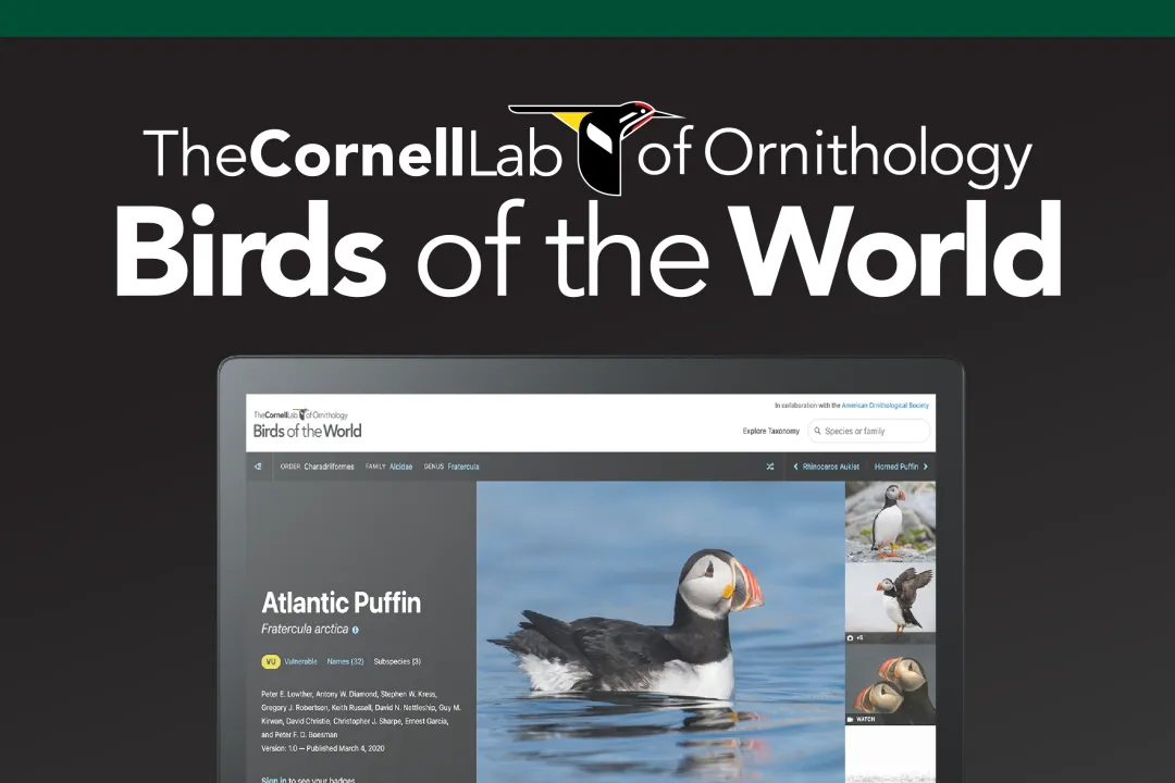 Graphic announcing the August e-resource for the month, birds of the world